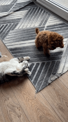 Cat and poodle interactions captured across Sofia area homes