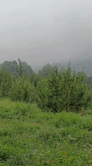 Manali valley under mist, wet paths and apple orchards