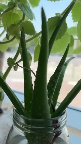 The video shows a close-up view of several potted plants placed on a windowsill. The plants are green and appear to be healthy. In the foreground, there is a glass jar containing an aloe vera plant with its thick, spiky leaves. Behind the aloe vera, a larger plant with broad, wavy green leaves is visible. To the right of the aloe vera, a snake plant with its characteristic sword-like leaves, edged in yellow, is growing in a black pot. Further to the right, another plant with small, rounded leaves is also in a pot. The background is slightly blurred, showing an outdoor scene with what appears to be a street or walkway and some structures, possibly awnings, under a bright sky. The overall impression is of a collection of indoor plants enjoying sunlight by a window.