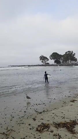 A person in a wetsuit walks into the ocean carrying a surfboard. A seagull stands on the wet sand in the foreground. The sky is overcast and the water is calm with small waves. Trees line the distant shore.