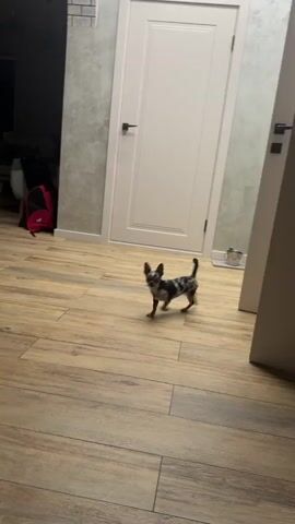 A small, merle-colored chihuahua dog runs across a wooden floor in what appears to be a living room. The dog pauses and looks at the camera before it continues to run. In the background, there is a closed door, a red backpack, a beanbag chair with clothes on it, and a credenza with a television and other electronic devices. The room is dimly lit.