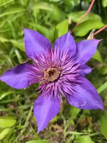 A close-up video shows a single purple clematis flower with a detailed view of its center, which is filled with prominent stamens that have a spiky appearance. The flower is surrounded by green foliage, indicating it is outdoors in a garden setting. The lighting suggests it is daytime, with sunlight illuminating the flower and creating highlights on its petals. The video appears to be a continuous shot, capturing the static beauty of the bloom.