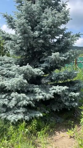 The video shows a backyard scene on a sunny day. The camera pans across the yard, revealing a blue spruce tree in the foreground, followed by a path made of flat stones leading towards a small building with a red roof. To the left of the building, there are several green trees. A gray cat is visible sitting on the stone path.