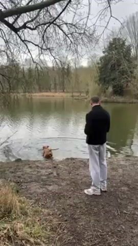 The video shows a man standing on the bank of a lake with a tan-colored dog. The man is wearing a black jacket and light gray pants and white sneakers. He is looking at the dog, which is standing in the water near the shore. The dog has a large stick in its mouth, which it appears to have retrieved from the lake. The lake is surrounded by trees. The sky is overcast, suggesting it might be a cool day. The ground near the lake is muddy.