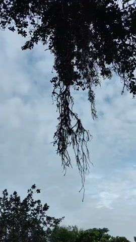 The video shows a view looking up at the sky through the branches of trees. The sky is partly cloudy and the branches are silhouetted against it, creating a dark, almost abstract pattern. The camera appears to be stationary. There are no people or distinct objects visible. The overall impression is one of looking up from beneath a canopy of leaves.