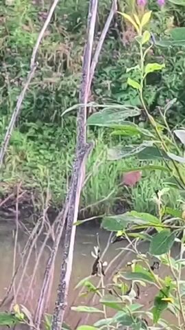 A small brown bird is seen foraging in the grass near a body of water. The bird is standing on its legs, with its head down, pecking at something on the ground. The bird is surrounded by greenery, with tall grasses and bushes. In the background, there is a body of water, possibly a stream or a pond. The water is murky brown, and there are some fallen branches and debris in it. The scene is set in a natural environment, possibly a forest or a meadow. The lighting is natural, and the colors are muted, suggesting that it is either early morning or late evening.
