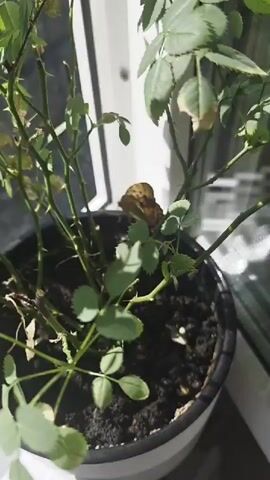 A butterfly rests on a thorny plant in a pot. The butterfly is yellow with brown markings. The plant has green leaves and brown stems. The pot is black and filled with dark soil. The scene is lit by natural light, possibly from a window. The butterfly is stationary for a few seconds before the video cuts.