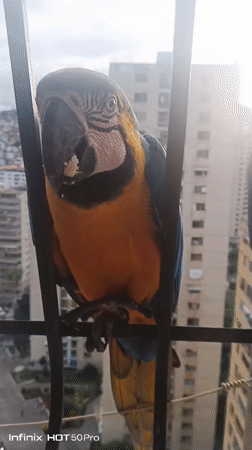 Wild macaws getting hand-fed on a Caracas balcony railing