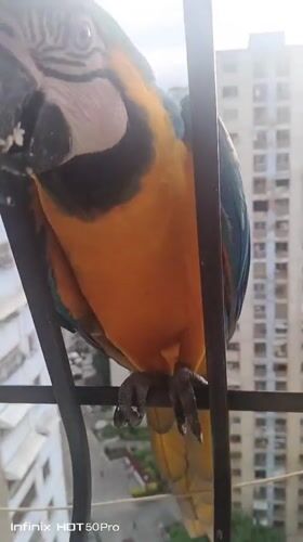 Wild macaws getting hand-fed on a Caracas balcony railing