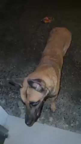 The video shows a medium-sized dog standing on a paved surface. The dog has short, tan fur with a dark muzzle and erect ears. A person speaks to the dog, calling it "brother." The dog is looking towards the camera. In the background, there are vehicles, including a red car with a license plate visible. The lighting is dim, suggesting the video was taken at night. The dog takes a few steps forward and turns to its right.