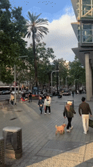 Couple walks dog on Barcelona street amid modern architecture