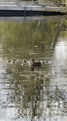 Mother duck leads dozen ducklings through Coquitlam pond
