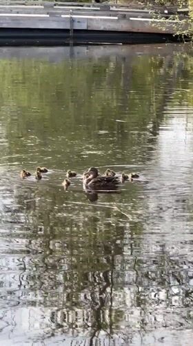 Mother duck leads dozen ducklings through Coquitlam pond