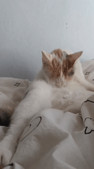 Cat grooming and resting on patterned bedding in Viadana