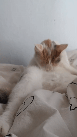 Cat grooming and resting on patterned bedding in Viadana