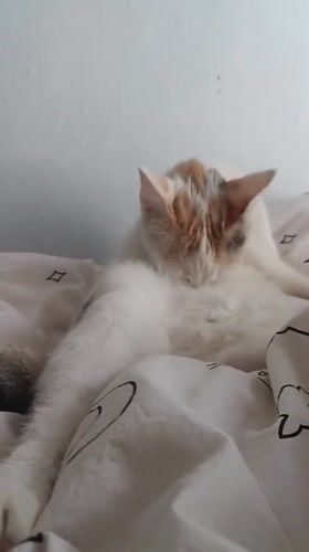 Cat grooming and resting on patterned bedding in Viadana