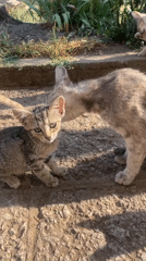 Cat colony with kittens in rural Kamenets, Bulgaria