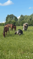 Horse herd grazes peacefully in Russian countryside pastures
