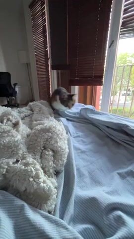 A calico cat stretches on a bed with a white fluffy blanket on the left. The cat is in the center of the frame, with its front legs extended and its hindquarters raised. The bed is covered with blue and white striped sheets. In the background, there is a window with brown blinds and a view of trees and a building. The lighting suggests it is daytime.