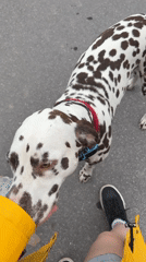 Afternoon stroll captures dog encounter and spring blooms in Lyady