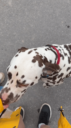 Afternoon stroll captures dog encounter and spring blooms in Lyady