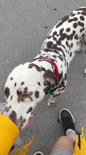 Afternoon stroll captures dog encounter and spring blooms in Lyady