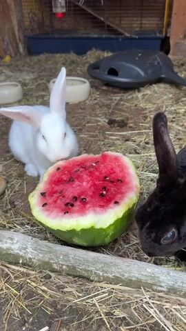 Two rabbits, one white and one black, are eating a slice of watermelon in an outdoor enclosure. A small brown rabbit is visible in the lower right corner of the frame, also appearing to be interested in the watermelon. The rabbits are in a pen with straw bedding and some wooden elements. In the background, there is a blue plastic water trough and a black watering can. The scene appears to be outdoors, possibly in a backyard or farm setting. The rabbits seem to be enjoying the treat, with their faces close to the watermelon. The lighting suggests it might be daytime. No visible text is present in the image.