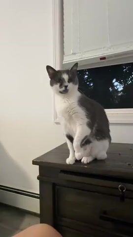 A gray and white cat sits on top of a dark wooden dresser. The dresser has two drawers, each with a silver handle. The cat is facing the camera with its body turned to the left. Its front left paw is extended slightly. Behind the cat, a window shows trees and a dark sky. A white blind covers the top portion of the window. The wall behind the cat is white. A portion of a person's leg is visible in the bottom left of the frame.