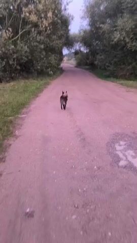 A dog runs down a dirt road lined with trees. The dog is dark-colored with a bushy tail and is looking back over its shoulder as it runs. The road is a pale pinkish color and appears to be unpaved with some gravel. The trees on either side of the road are green and leafy, and the sky is overcast. The camera is positioned behind the dog, following its movement down the road.