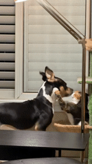 Tel Aviv residents share pet video, philosophical quote online