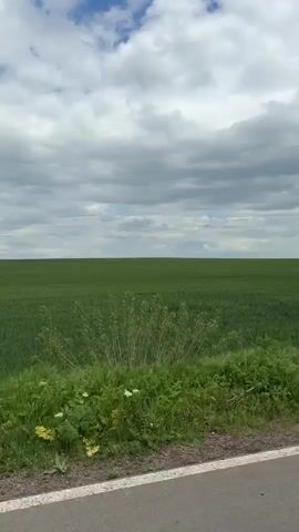 The video depicts a wide, green field under a sky filled with white and gray clouds. The horizon line is straight and distant. In the foreground, there is a strip of roadside vegetation, including grass and small white flowers. A narrow asphalt road with a white line marking the edge is visible at the very bottom of the frame. The camera appears to be moving, likely from a passing vehicle, as the roadside vegetation shifts slightly.