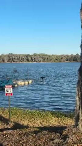 The video shows a serene lake under a bright blue sky, with a lush green shoreline of trees lining the opposite side. A small dock with floating platforms is visible on the water. A black bird stands on the dock, flapping its wings. To the left of the frame, a red and white warning sign is attached to a post. A tree trunk with Spanish moss hangs to the right.