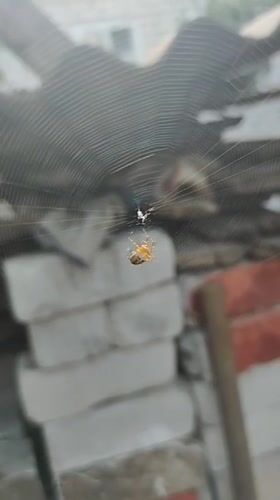 Light brown spider suspended mid-web in close-up
