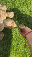 Person feeds tortoise in Indonesian garden with curious dog present