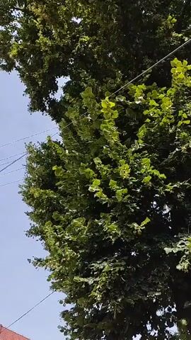 A low-angle shot looking up at a large tree with lush green leaves. The branches are dense, with some lighter green leaves clustered together. Several thin wires are strung across the frame, disappearing into the foliage. The sky is a clear, light blue. A small portion of a red-tiled roof is visible at the bottom left edge of the frame.