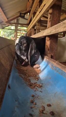In a rustic wooden barn in Mee, Indonesia, two goats are captured in a close-up shot as they eat from a blue plastic trough filled with feed. The lighting suggests it's daytime, likely morning or afternoon, with natural light filtering into the barn. The goat in the foreground is black and white with long, floppy ears and is actively engaged in eating. A second goat, primarily brown with white markings on its head, is positioned slightly behind and to the right of the first. This goat is also eating from the trough, with its head partially obscured by the first goat. The background reveals more of the barn's structure, with wooden beams and a corrugated metal roof. The overall scene depicts a calm, everyday moment of livestock feeding. There is no visible text in the media file.