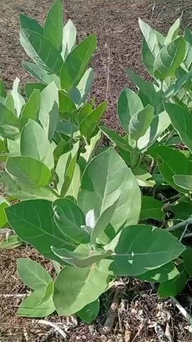 A close-up shot shows a plant with large, green leaves and a few white flowers. The plant appears to be growing outdoors in dry, grassy terrain. A hand briefly enters the frame from the left and touches one of the leaves before withdrawing. The lighting suggests it is daytime.