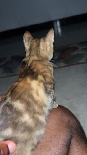 Chill night in Lagos with a tabby kitten and a Dodgers cap.