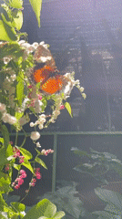 Visitor documents wildlife at Kemenuh Butterfly Park in Sukawati