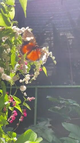 Visitor documents wildlife at Kemenuh Butterfly Park in Sukawati