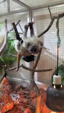 A small, fluffy primate, likely a tamarin or marmoset, is hanging upside down from a branch in a cage. Its fur is a mix of gray, white, and reddish-brown. It has a black face with white markings around its eyes and a white tuft of fur on its head. The cage appears to be an indoor enclosure with branches, some artificial greenery, and a heat lamp. In the foreground, there is a colorful cloth or blanket. The primate briefly lets go of the branch and jumps to another one, looking around with curious eyes.