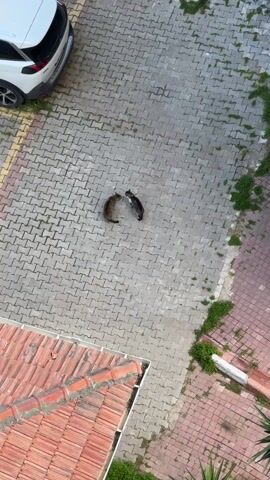 The scene is an aerial view of a paved area, likely a courtyard or parking lot, with two cats facing each other and appearing to be engaged in a confrontation or territorial dispute. One cat is primarily brown or tan, while the other is dark gray or black with some white markings. They are positioned almost nose-to-nose. Nearby is a white car parked in a designated space marked with a yellow line. The pavement consists of gray bricks laid in a herringbone pattern with some green growth between the bricks. In the lower part of the view, a section of a red tile roof is visible.