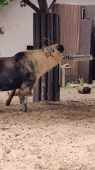 Takin grazes and browses in Moscow zoo enclosure