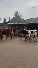 Cattle herd walks through residential streets in Jos, Nigeria