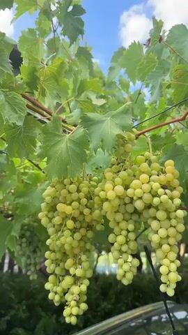 A close-up, low-angle shot of a grape vine heavy with ripening green grapes. The camera pans slowly across the vine, focusing on clusters of grapes and their large green leaves. The background is blurred, showing hints of a fence, foliage, and a cloudy sky. The video is shot in natural light, with the sun occasionally breaking through the clouds. The overall impression is one of abundance and natural beauty.