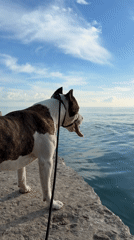 Waterfront afternoon with fishing and dog at Dederkoy pier