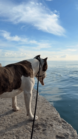 Waterfront afternoon with fishing and dog at Dederkoy pier