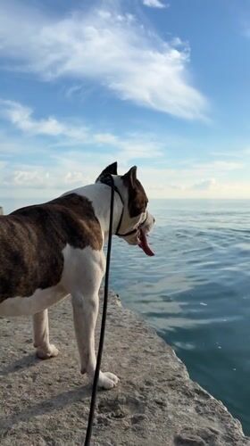 Waterfront afternoon with fishing and dog at Dederkoy pier
