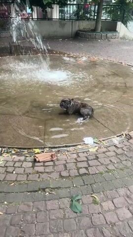 A brindle French bulldog is playing in a shallow fountain. Water is spraying from a jet in the background, creating ripples in the water. The dog is facing the camera and appears to be moving towards the viewer. The ground around the fountain is paved with cobblestones. There is some litter visible in the fountain and on the surrounding pavement. The scene appears to be outdoors.