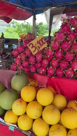 The video shows a fruit stand with a variety of fruits on display. In the foreground, there are stacks of yellow melons and some pink dragon fruit. Further back, there are even larger piles of pink dragon fruit, some with price tags indicating "3 for 100". Behind the dragon fruit, there are some yellow dragon fruit. To the right, a woman wearing a dark green shirt is standing behind the fruit stand, interacting with a customer who is holding a yellow melon. In the background, there is a road with some traffic. The fruit stand is covered by a blue and red tarp. The overall impression is a bustling outdoor market scene.